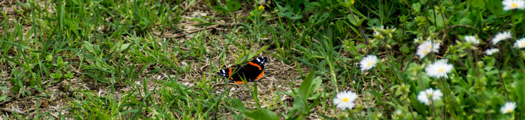 Farfalla colorata nel campo
