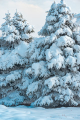 Fir tree covered in snow