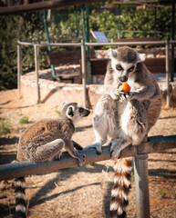 Grown and baby lemurs