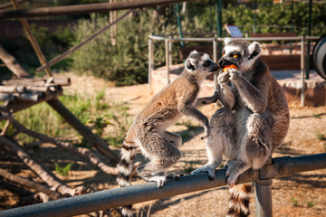 Grown and baby lemurs