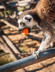 Lemur eating a carrot