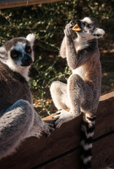 Baby and grown lemurs