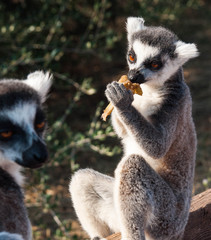 Grown and baby lemurs with a carrot