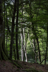 beech forest, magical forest of Lazio