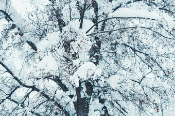 Treetop branches in winter snow