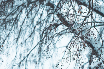 Treetop branches in winter snow