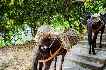Transporting sandstone horses/mountain cargo trucks