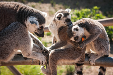 Family of lemurs