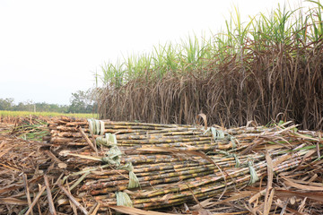 sugarcane plantation are harvesting season in Thailand © watcsl