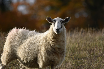 Sheep portrait