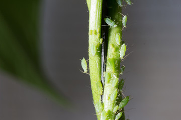 Pulgón verde de la patata en judía verde