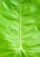 Spring fresh sea otter green leaves