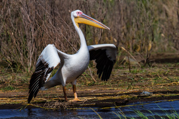 Great white pelican spreading his Wings in Lake Chamo in the Rift Valey in the south of Ethiopia