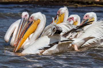 Great White Pelicans fishing in a group - Lake Chamo - Ethiopia