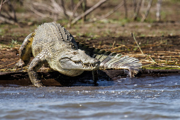 Nile Crocodile going into the water of Lake Chamo - Ethiopia