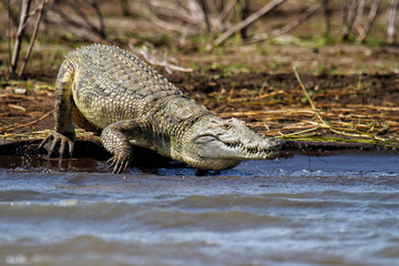 Nile Crocodile going into the water of Lake Chamo - Ethiopia