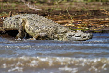 Nile Crocodile going into the water of Lake Chamo - Ethiopia