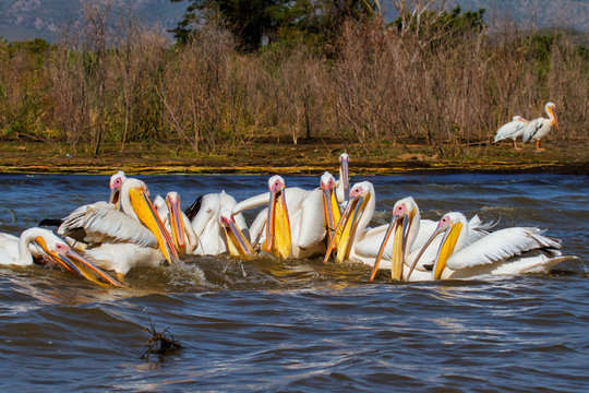 Great White Pelicans fishing in a group - Lake Chamo - Ethiopia