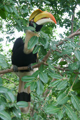 Tropical bird Hornbill (Toucan) on a branch with green leaves, with big colourful beak in natural outdoor Zoo, Thailand. Copy space, close up portrait. © Elena