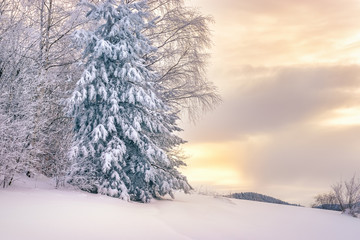 Idyllic winter landscape. Pine tree under the snow in sunset.