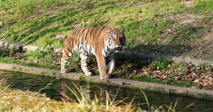 Tiger -  Panthera tigris