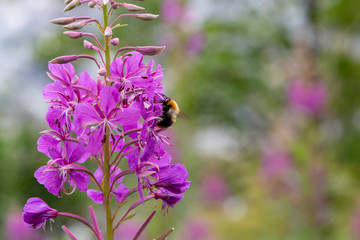 A bee or a bumblebee on a flower. Sunny weather. The photo has free space. Gardening. Spring, summer.