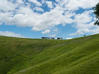 Naklejka premium Horses in the wild