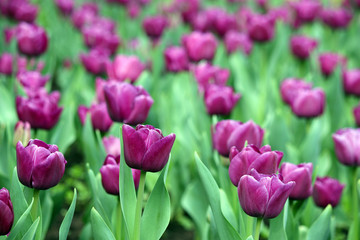 pink tulip flowers garden spring season