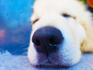 golden retriever puppy sleeping