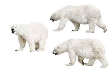 three isolated polar bears