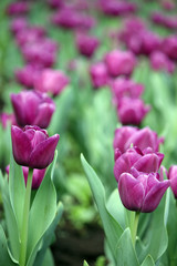 Tulip flowers garden spring season