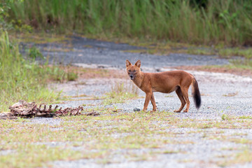 Dhole or Asian wild dogs eating a deer carcass at Khao yai national park,Thailand
