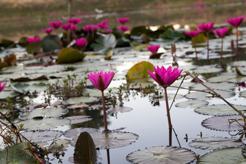 Water Lily Flower