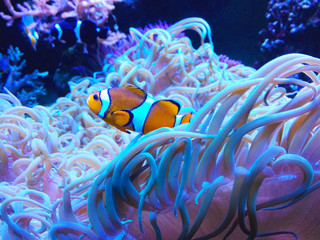 Naklejka na ściany i meble Coral fish enjoying a swim in an anemone