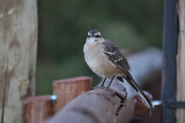 Little Bird