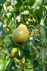 Shiny delicious pears hanging from a tree branch in the orchard..