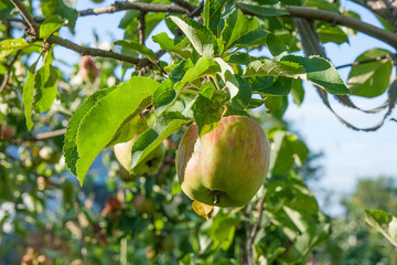 Shiny delicious apples hanging from a tree branch in an apple orchard.