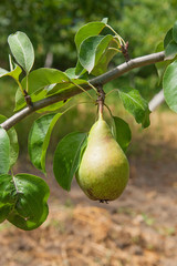 Shiny delicious pears hanging from a tree branch in the orchard..