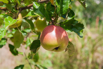 Shiny delicious apples hanging from a tree branch in an apple orchard.