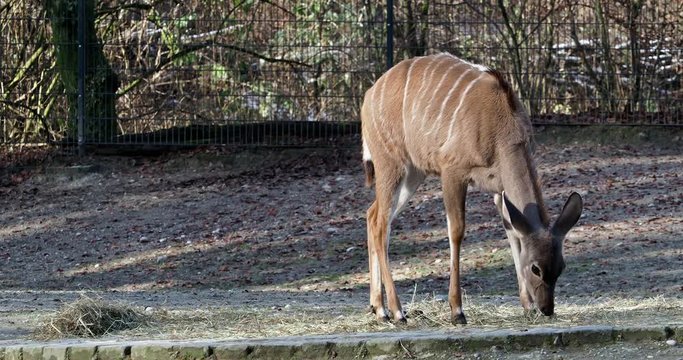 Gro&szlig;er Kudu - Tragelaphus strepsiceros