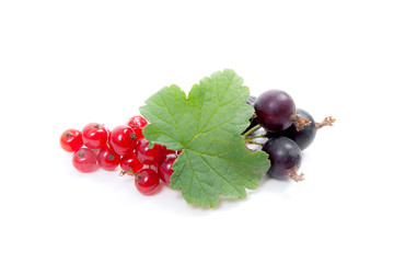 Black and red currant berry isolated on white. A bunch of black and red currant..