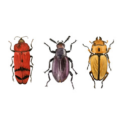 Hand drawn watercolor isolated bug