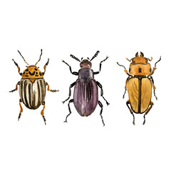 Hand drawn watercolor isolated bug