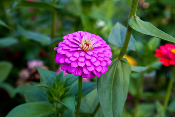 Pink zinnia flowers on the natural background..