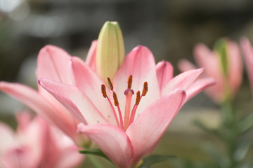 Fototapeta premium pink lily in the garden shoot by mannual lens.