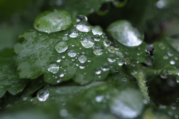 Regentropfen auf Blättern