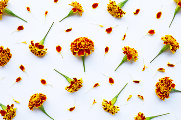 Fototapeta premium Beautiful red yellow marigold flower