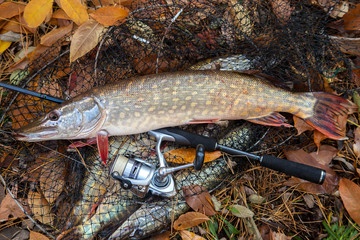 Freshwater pike fish. Freshwater pike fish lies on landing net with fishery catch in it and fishing...