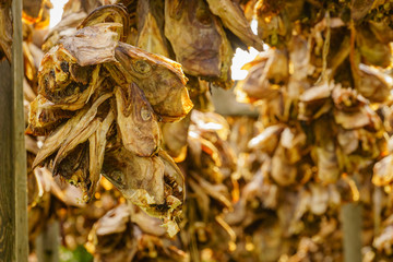 Cod stockfish drying on racks, Lofoten islands Norway
