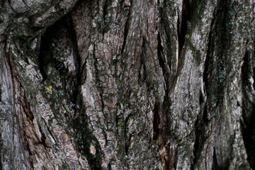 texture of wood tree